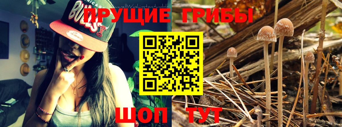 Калуга  Псилоцибиновые грибы Psilocybine cubensis  Вход с VPN 